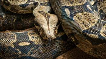 A close view of a boa constrictor coiled on a natural substrate.