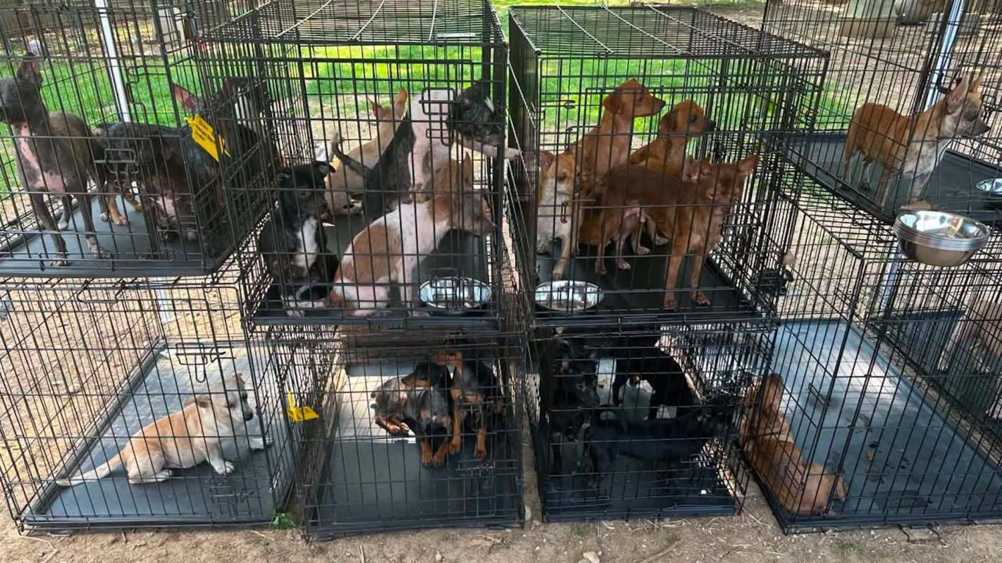 Many dogs sitting in cages.