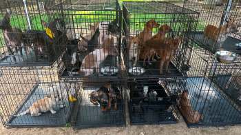 Many dogs sitting in cages.