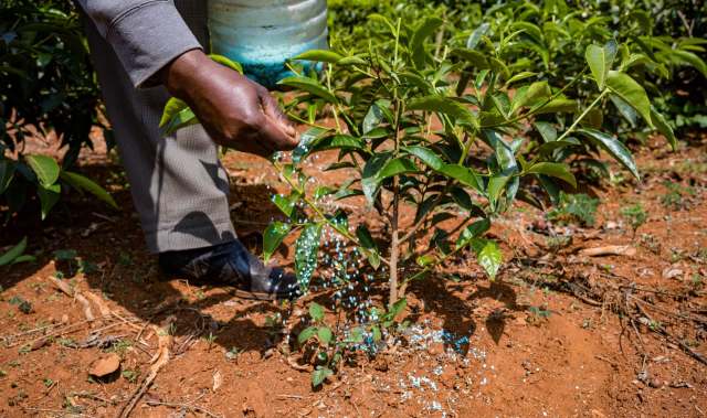 A person spreads fertilizer around a young green tea plant in a field.