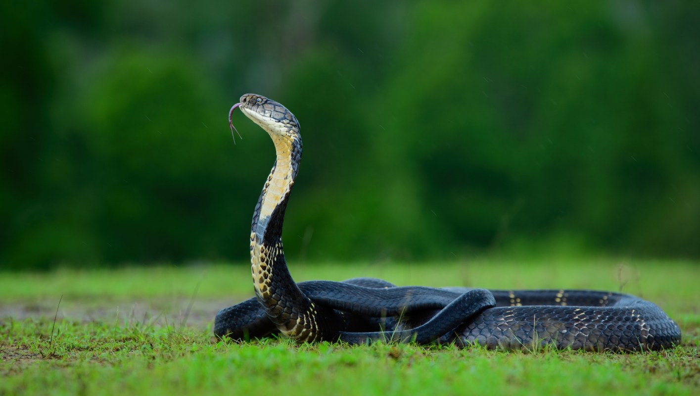 A snake with its head raised and tongue flicking, resting on grass.