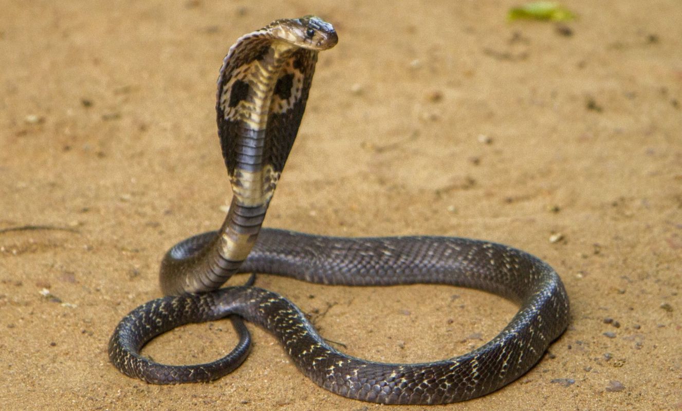 A king cobra.