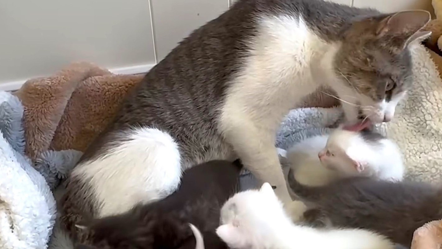 A cat and kittens.