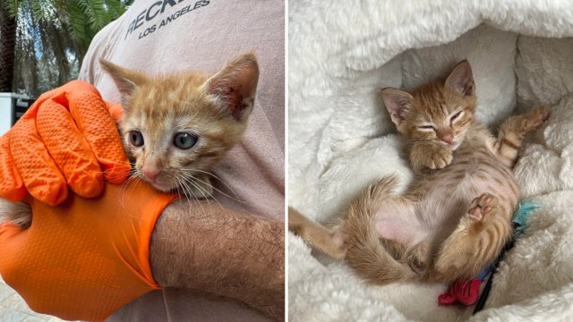 A hand with an orange glove holds a small orange kitten, and another kitten lies on a fluffy blanket.