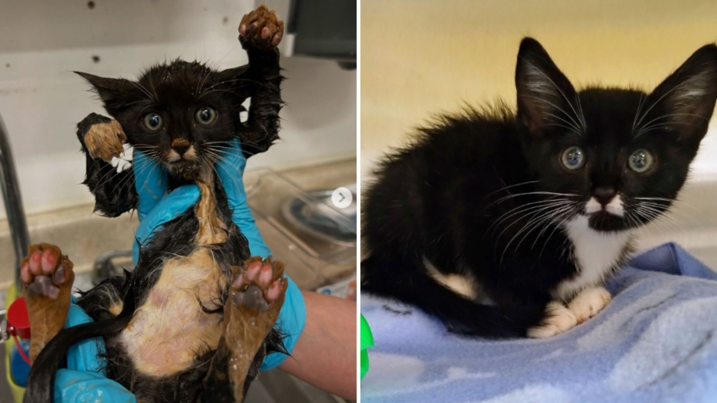 A rescued kitten.