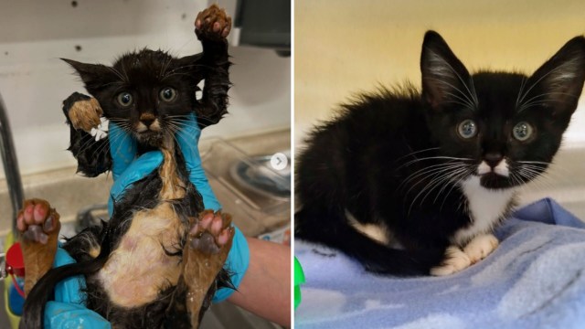 A rescued kitten.
