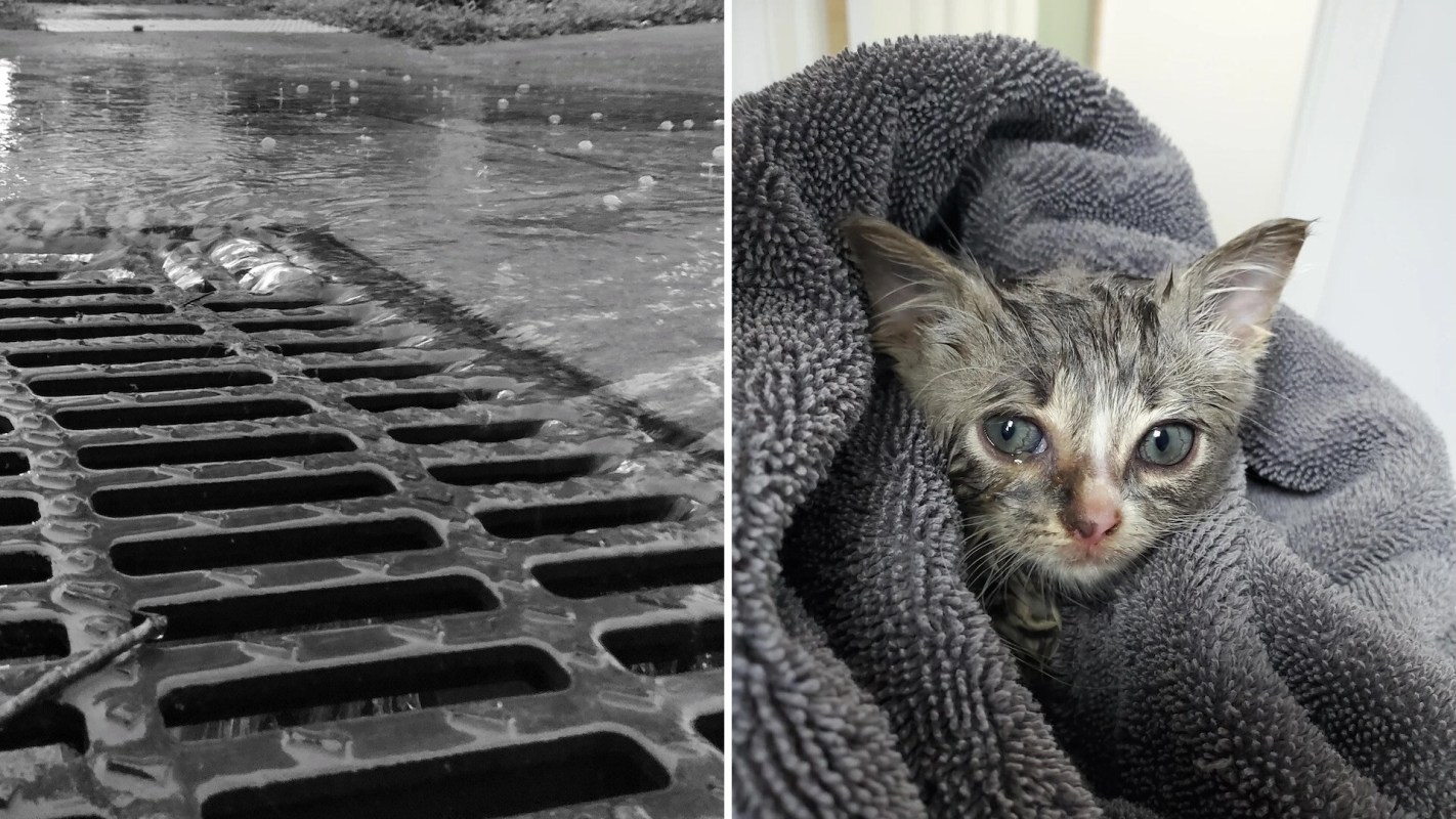 A storm drain covered in water next to a wrapped kitten with a wet face.