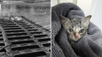 A storm drain covered in water next to a wrapped kitten with a wet face.
