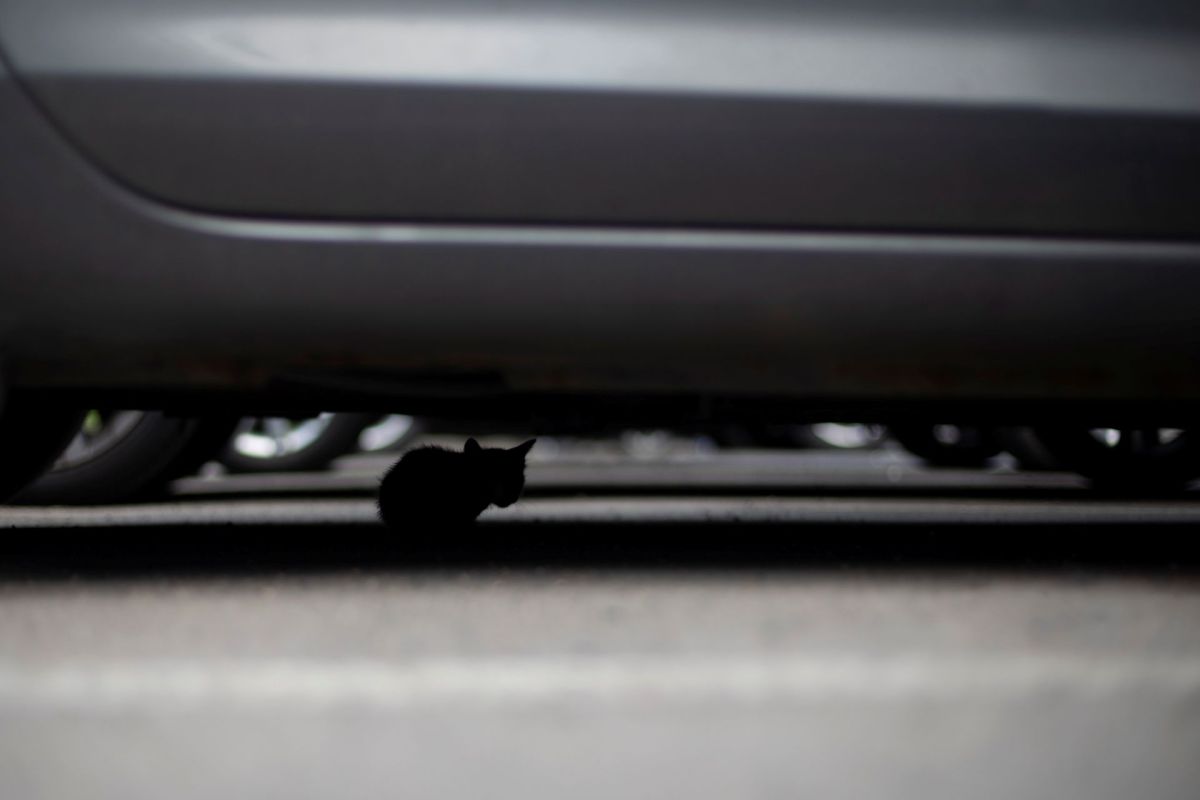 A silhouette of a small kitten underneath a car in a parking lot