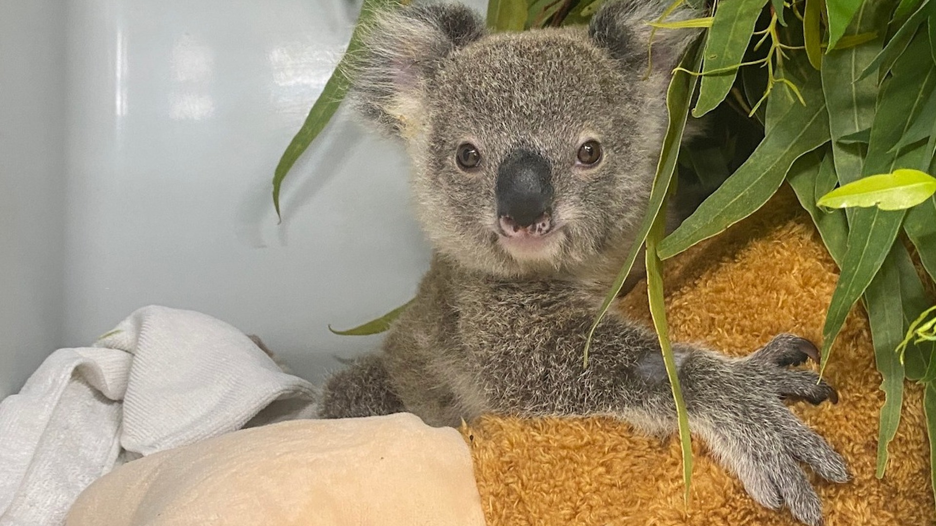 Orphaned koala joey in Australia finds comfort in a plush drumstick before koala kindergarten