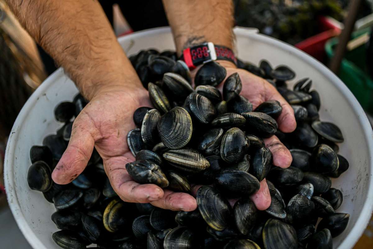 A pair of hands reaches into a bowl of black clams