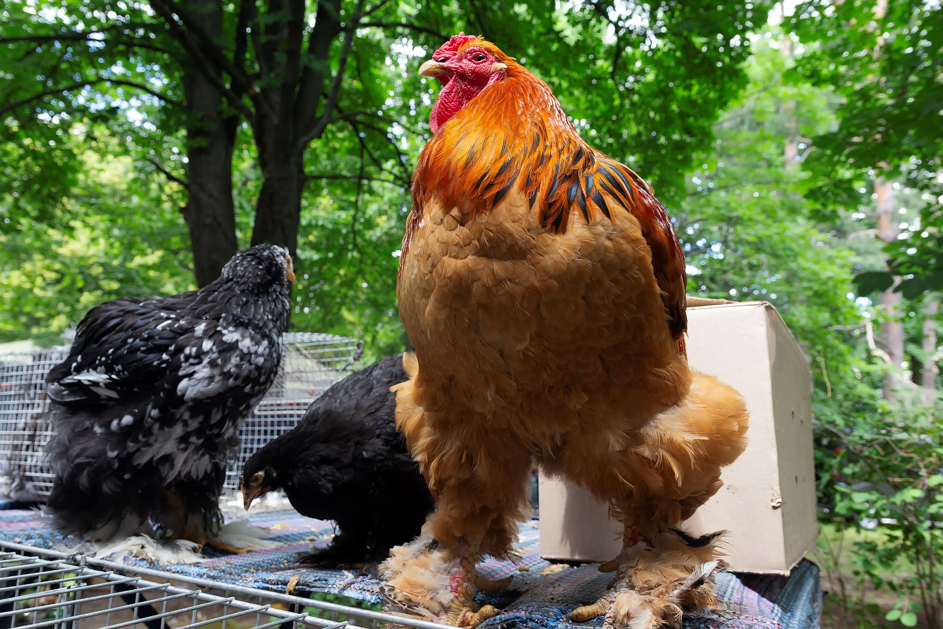 America's chicken got 4 times bigger since 1957, and researchers say it wasn't hormones