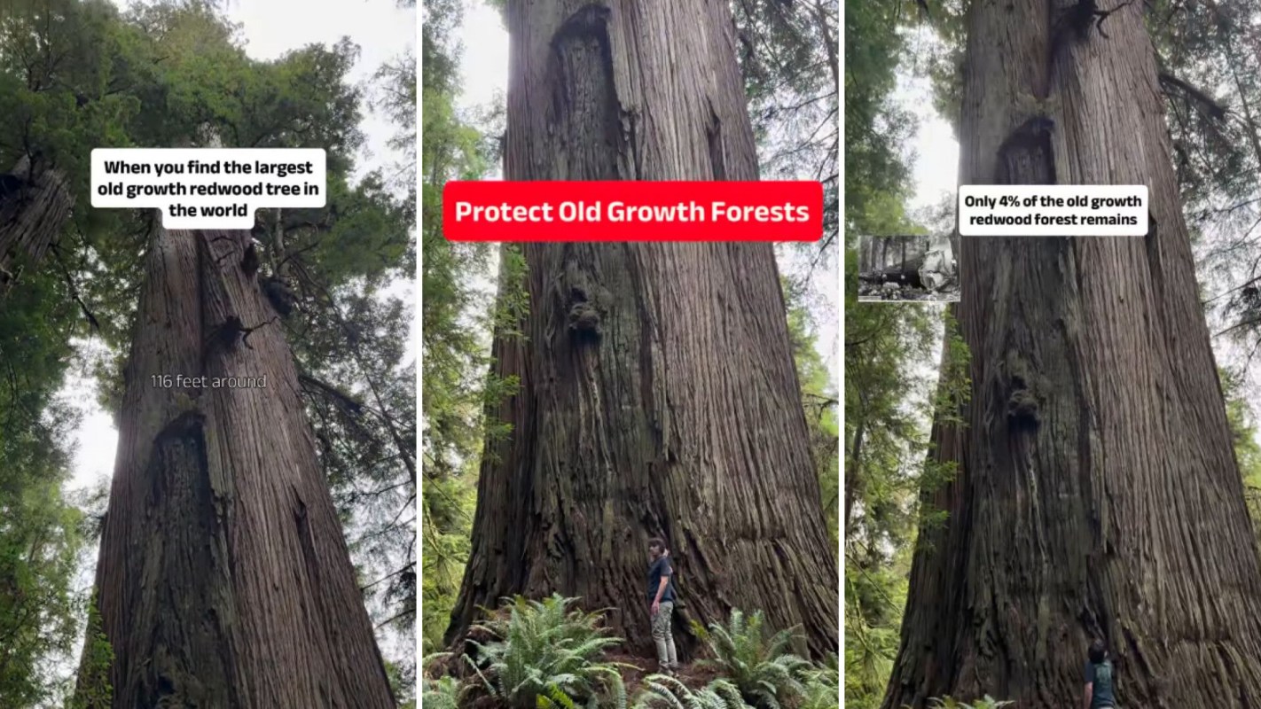 An old-growth tree overlaid with text about protecting old-growth forests.