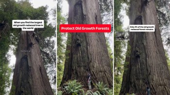 An old-growth tree overlaid with text about protecting old-growth forests.