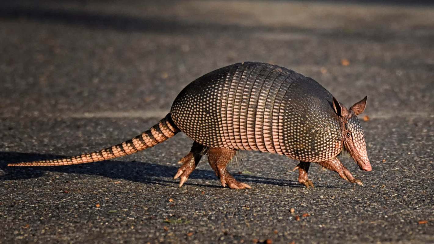 A nine-banded armadillo.