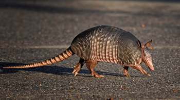 A nine-banded armadillo.