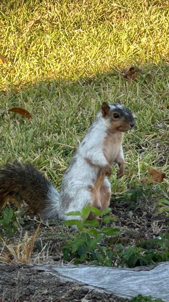 A piebald squirrel.