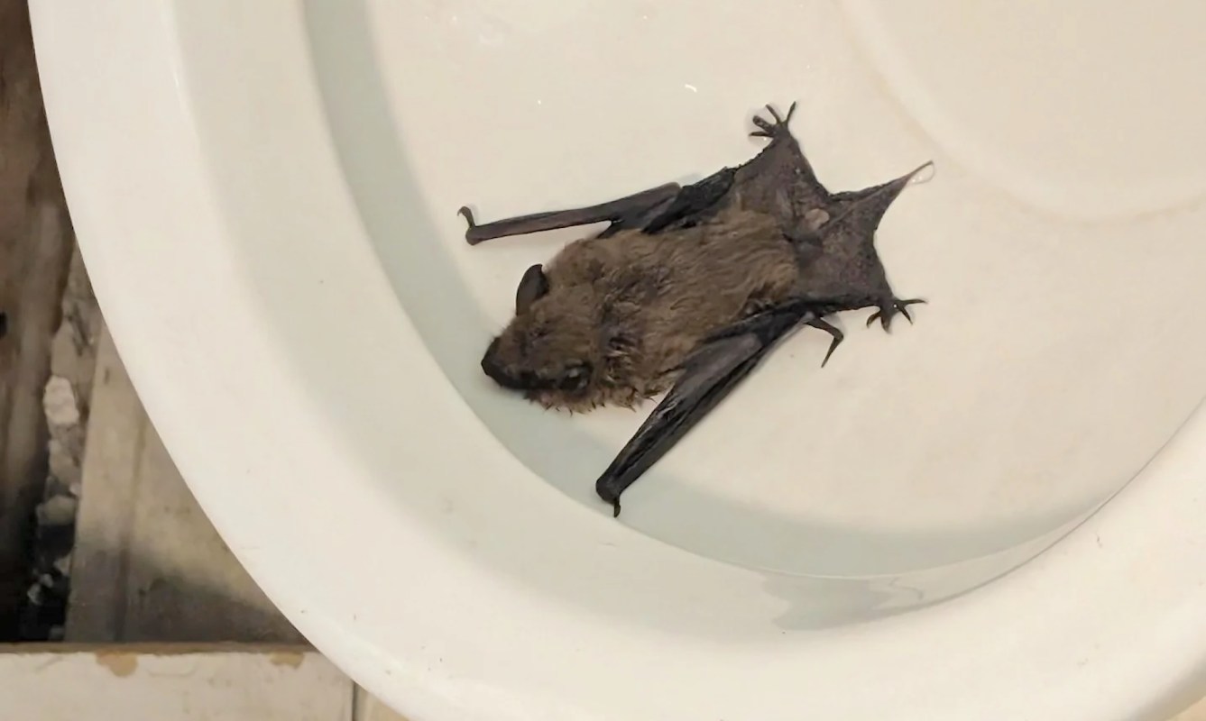 A bat resting in a white toilet bowl.