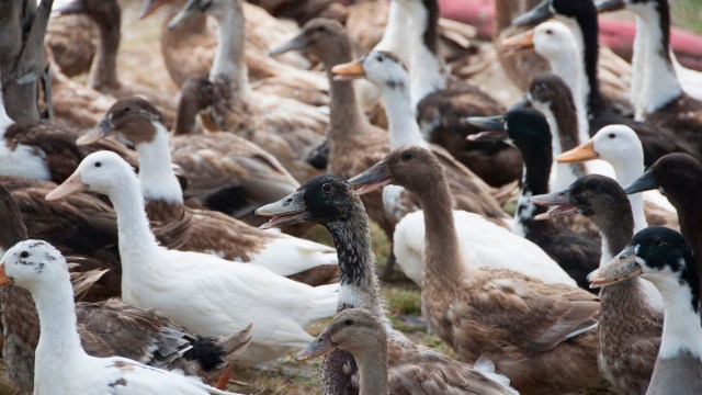 A group of ducks of various colors and patterns gathered in a field.