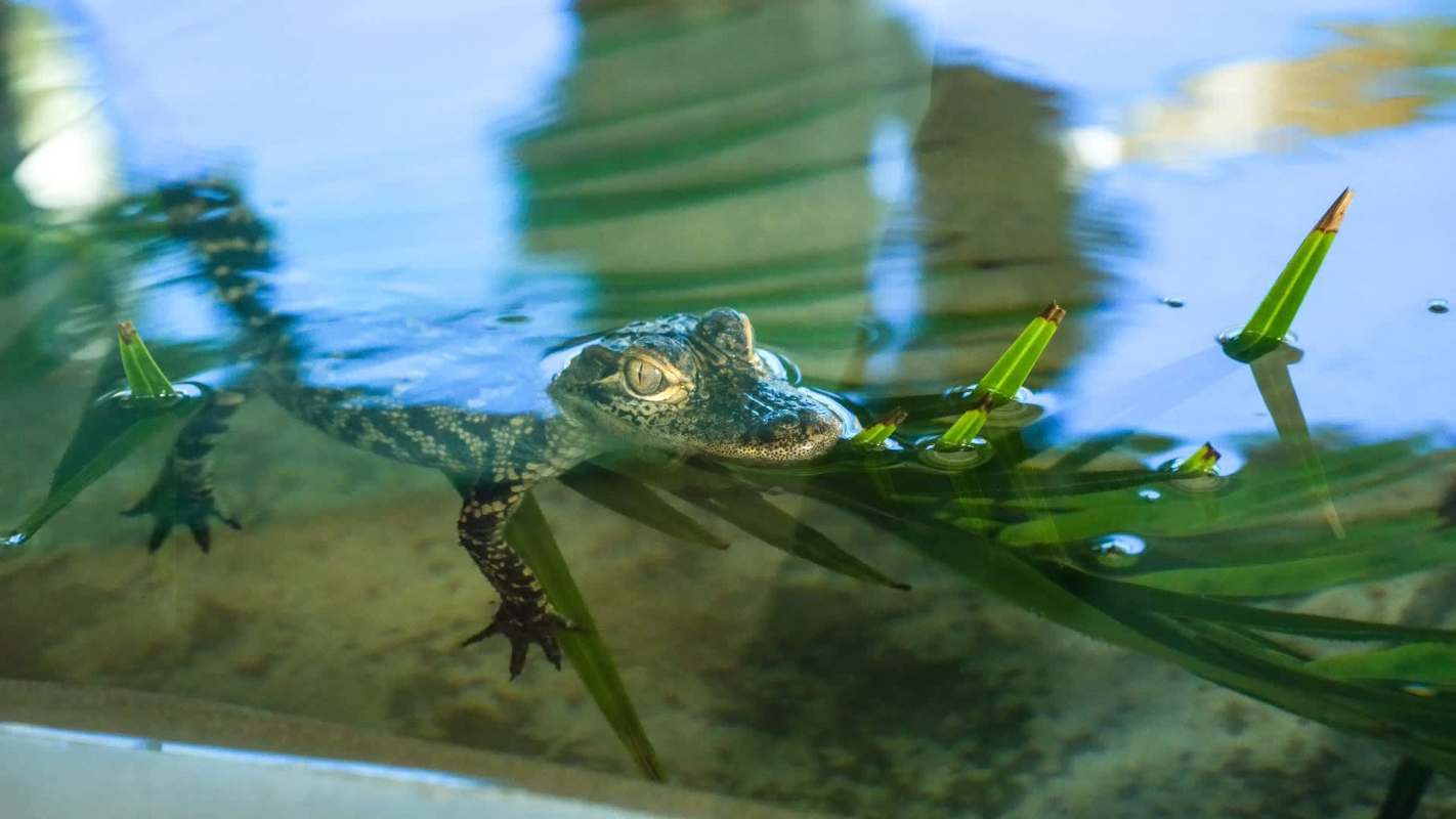 A young crocodile swims among aquatic plants in a clear body of water.