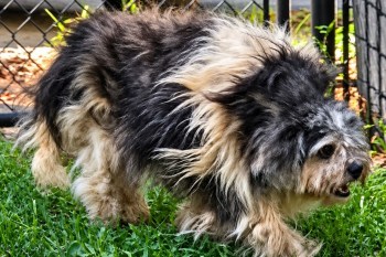 A scruffy dog walks through green grass near a fence.