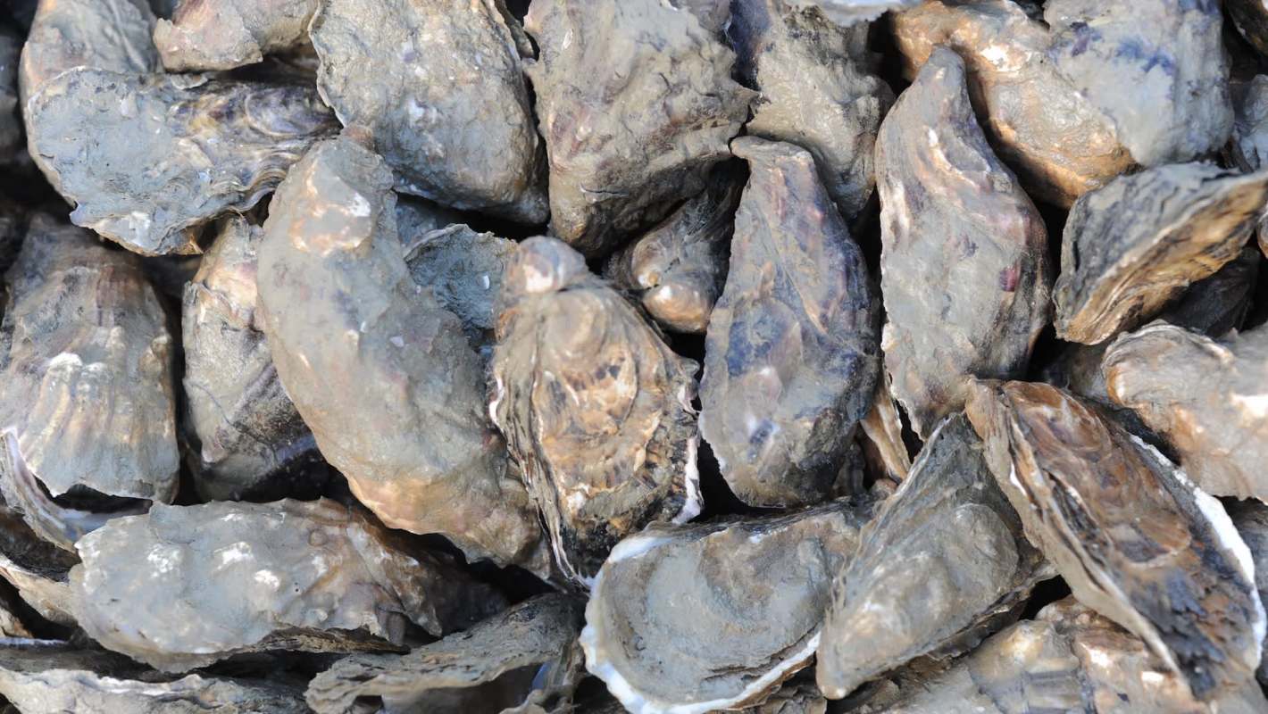A cluster of open and closed oysters on a surface.