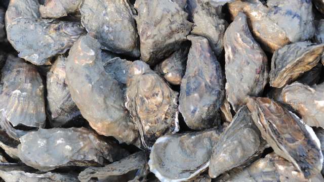 A cluster of open and closed oysters on a surface.