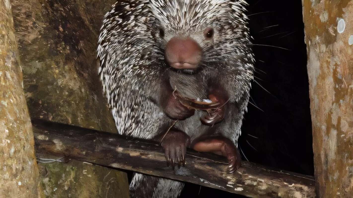 A porcupine holds a piece of food while perched on a branch.