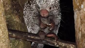 A porcupine holds a piece of food while perched on a branch.