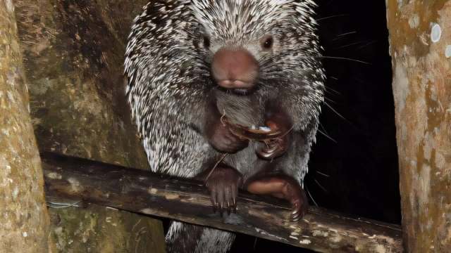 A porcupine holds a piece of food while perched on a branch.