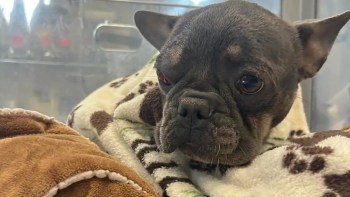 A dog rests on a blanket in a shelter environment.