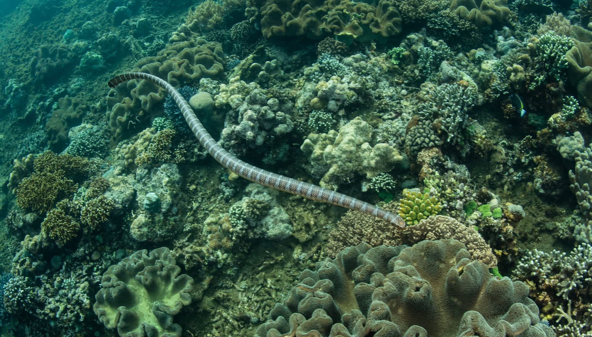 Indonesia's 'Snake Island' is now 'Rat Island," and its reef life could pay the price