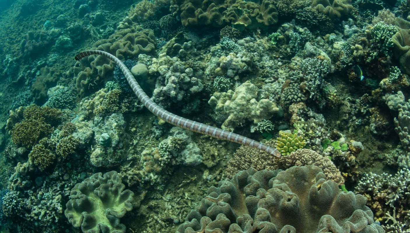 A sea snake swims over a coral reef.