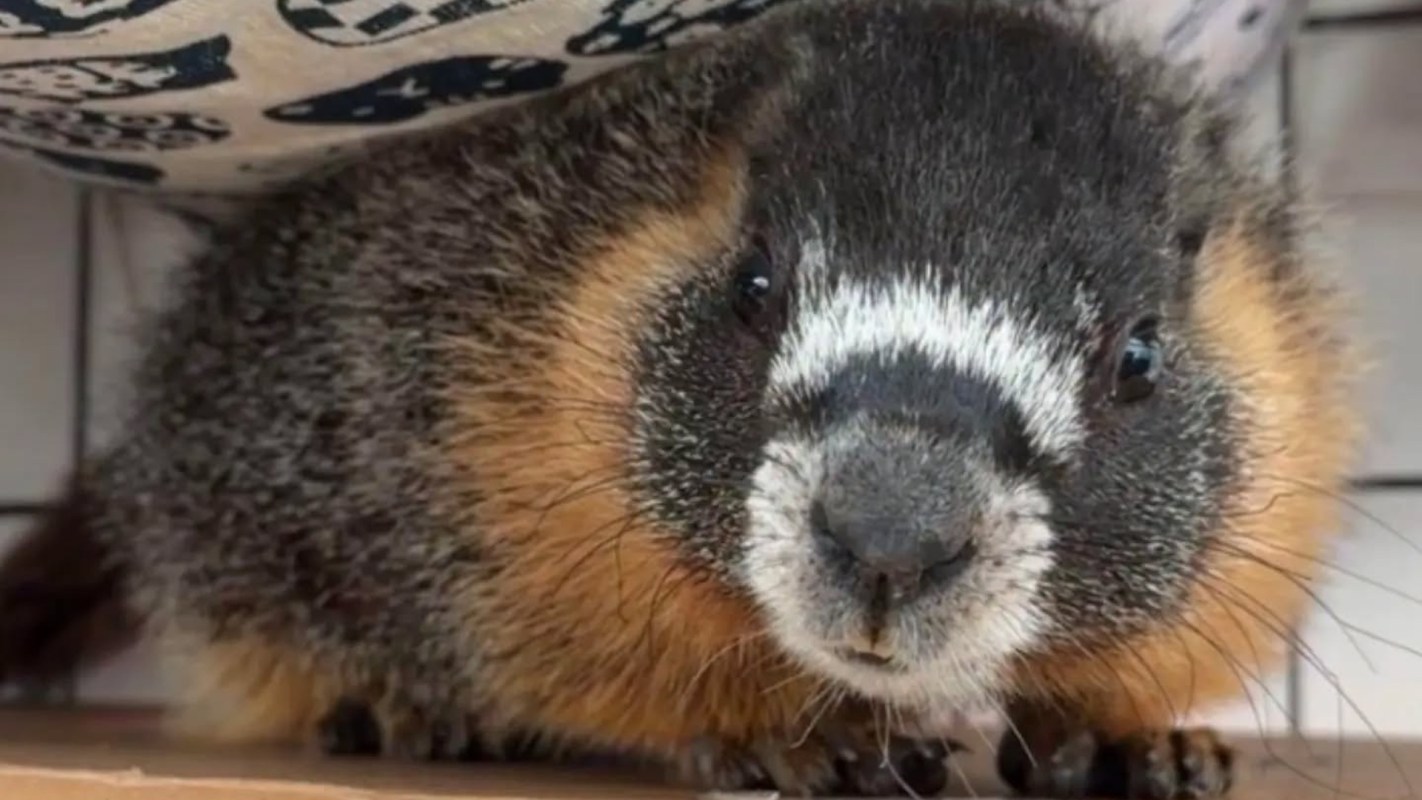 A marmot.