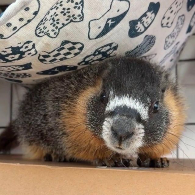 A marmot.