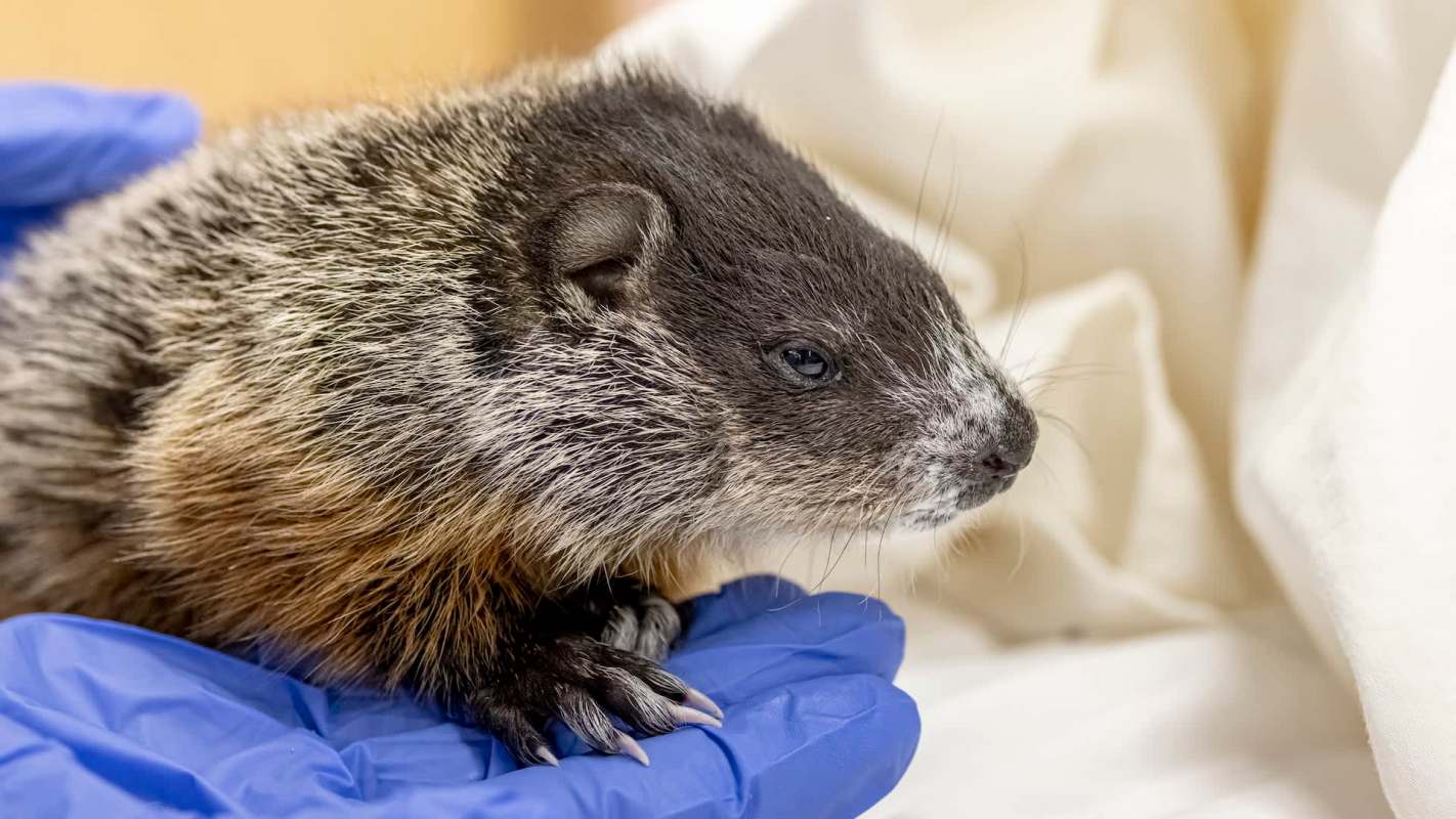 A small groundhog resting on a gloved hand.