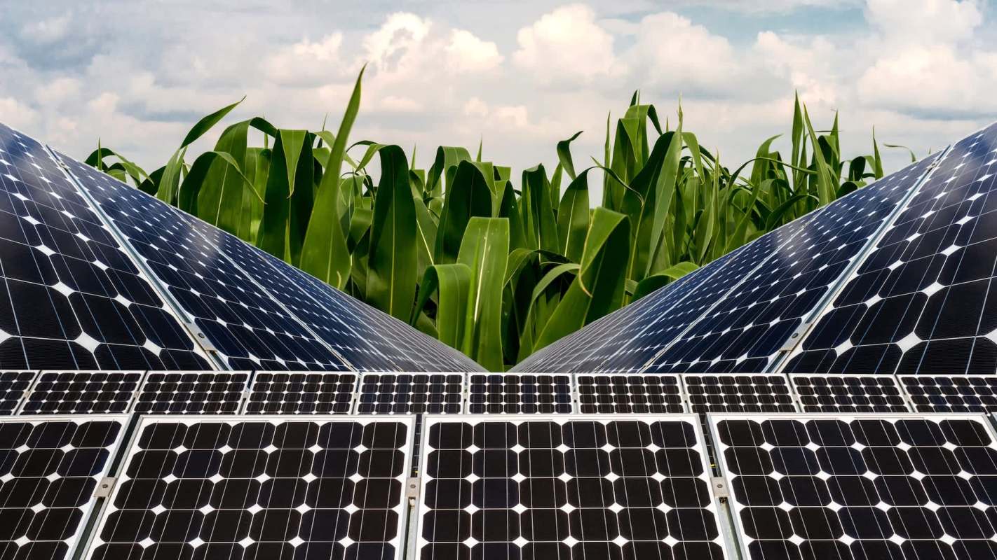 Solar panels and crops.