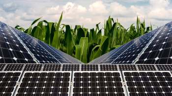Solar panels and crops.