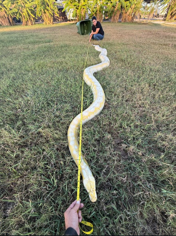 The snake being measured by tape.