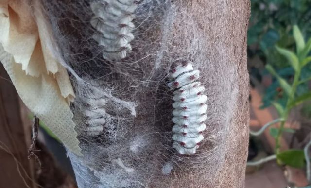 A caterpillar known as Megalopyge lanata.