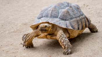 A tortoise walking on a sandy surface.