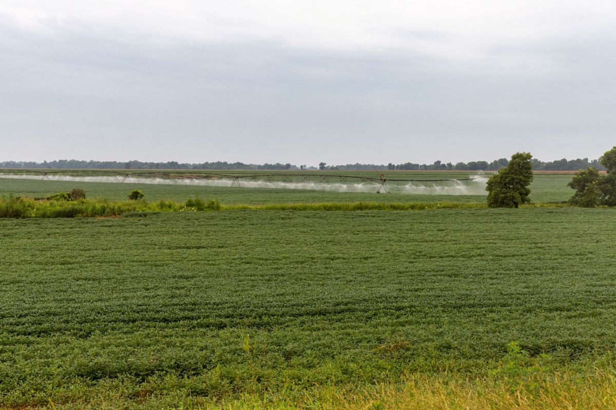 Farmland near the Mississippi Delta.