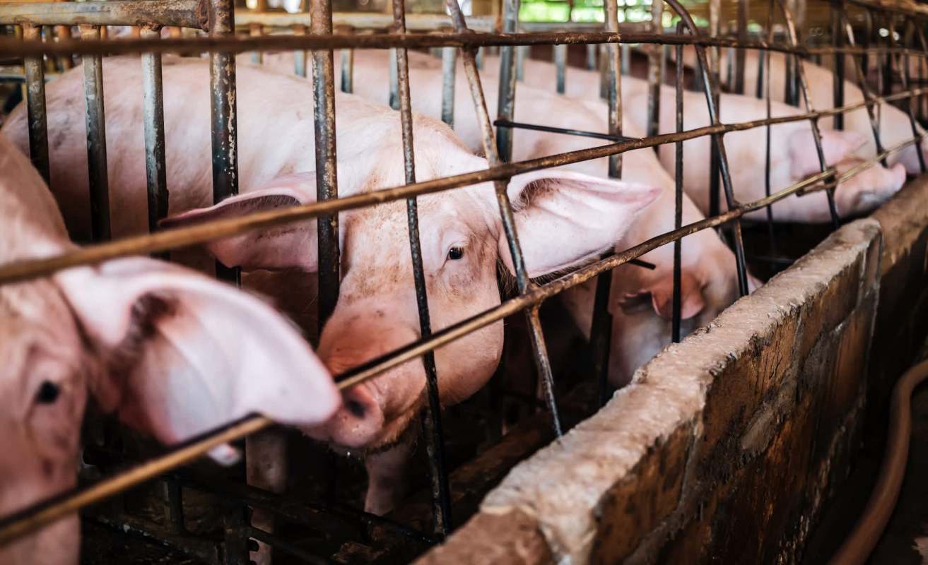Pigs are seen in pens with metal bars in an indoor farm setting.