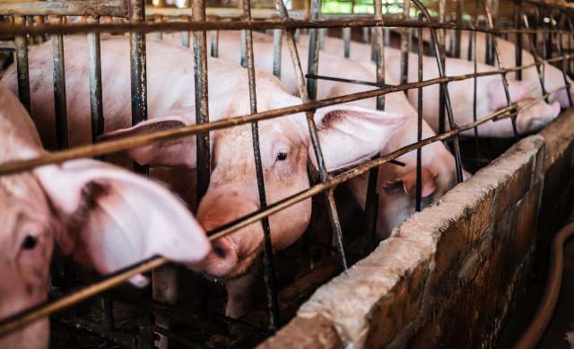 Pigs are seen in pens with metal bars in an indoor farm setting.