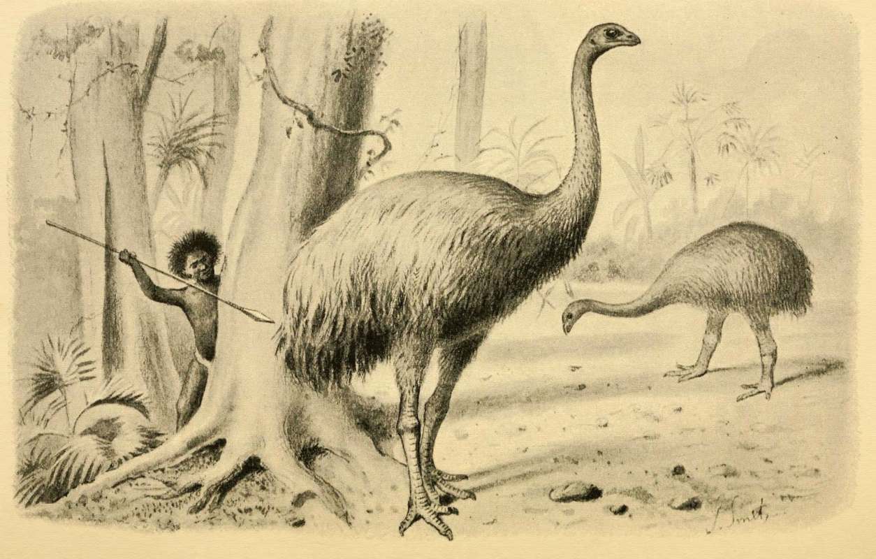 depiction of extinct moa bird