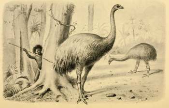 depiction of extinct moa bird