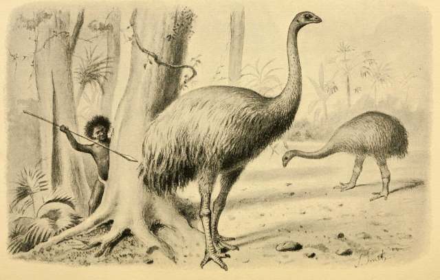 depiction of extinct moa bird