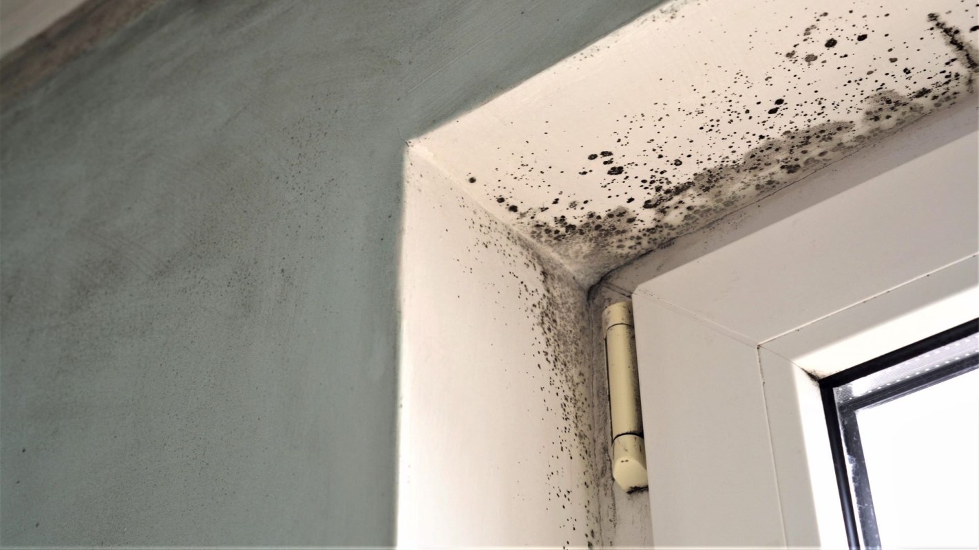 Mold on a door frame.