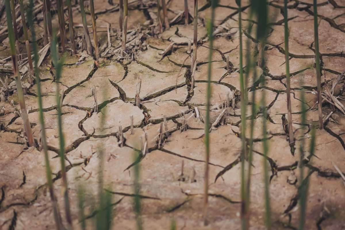 Cracked dry soil with sparse plant growth in the foreground.