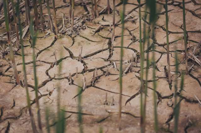 Cracked dry soil with sparse plant growth in the foreground.